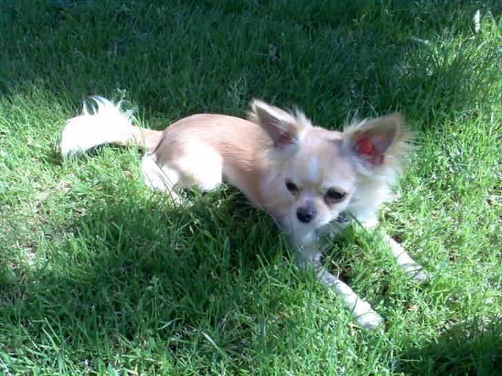 Chihuahua Luba - Luba nyder det gode vejr og samtidig kan man holde øje.. måske der kom en sød tæver;) billede 4