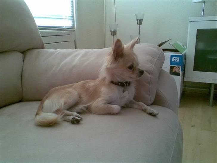 Chihuahua Luba billede 5