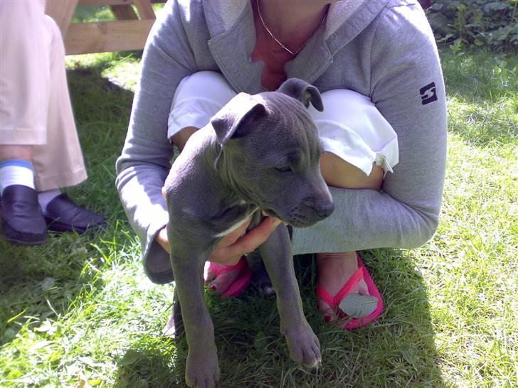 Amerikansk staffordshire terrier Unigue billede 1