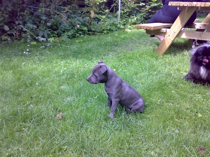 Amerikansk staffordshire terrier Unigue billede 2