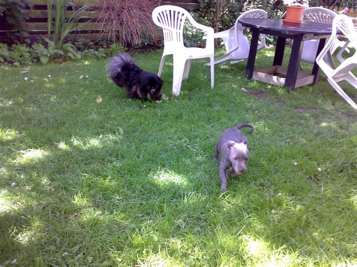 Amerikansk staffordshire terrier Unigue billede 3