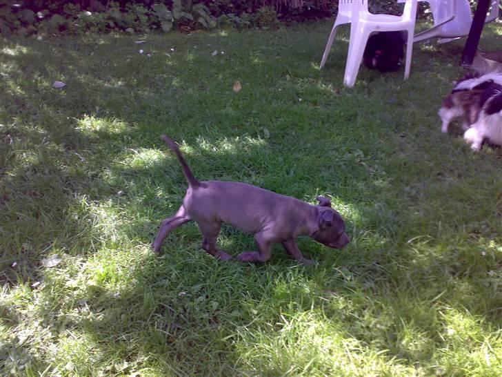 Amerikansk staffordshire terrier Unigue billede 4