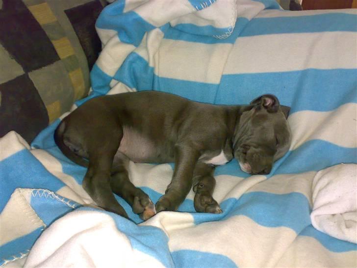 Amerikansk staffordshire terrier Unigue billede 5