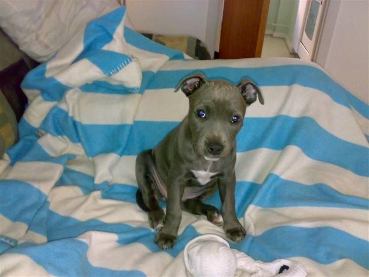 Amerikansk staffordshire terrier Unigue billede 6