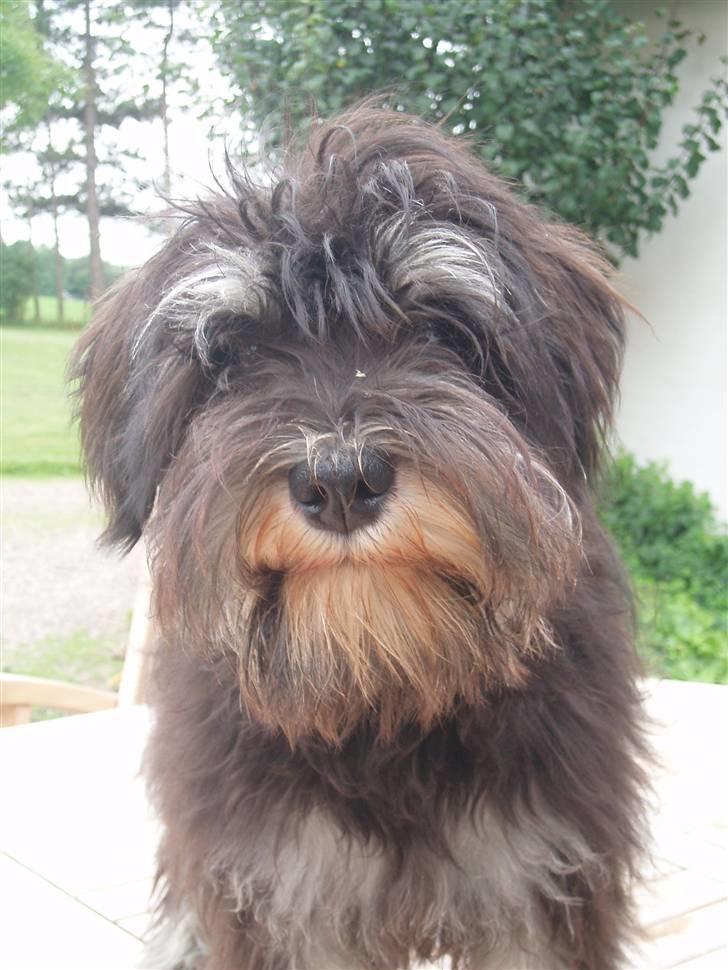 Dvaergschnauzer *Hr. Albert* - i dag skal jeg trimmes.......kan det ses?? billede 14