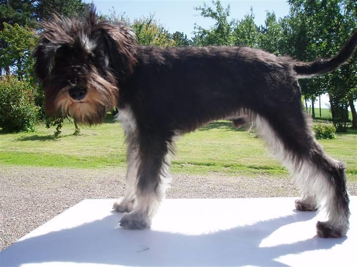 Dvaergschnauzer *Hr. Albert* - nu er jeg blevet trimmet billede 15