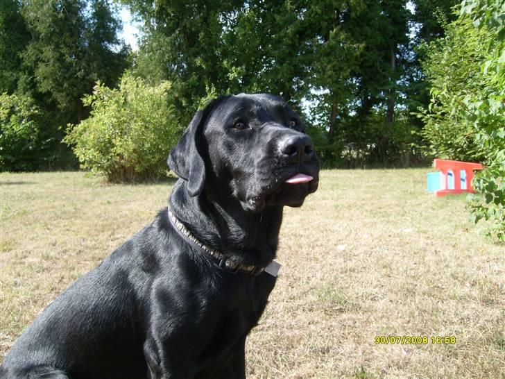 Labrador retriever Bertram R.I.P - Hej ......Her er jeg så billede 1