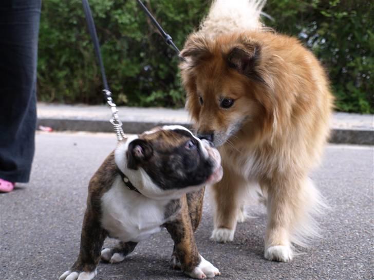 Islandsk fårehund Flóki - Tukki hilser på Valder [taget af mig] billede 11