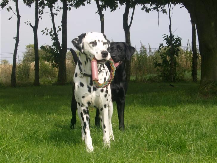 Dalmatiner Minalli's Noble Naval - Mellem de to kan det aldrig blive vildt nok!! billede 12