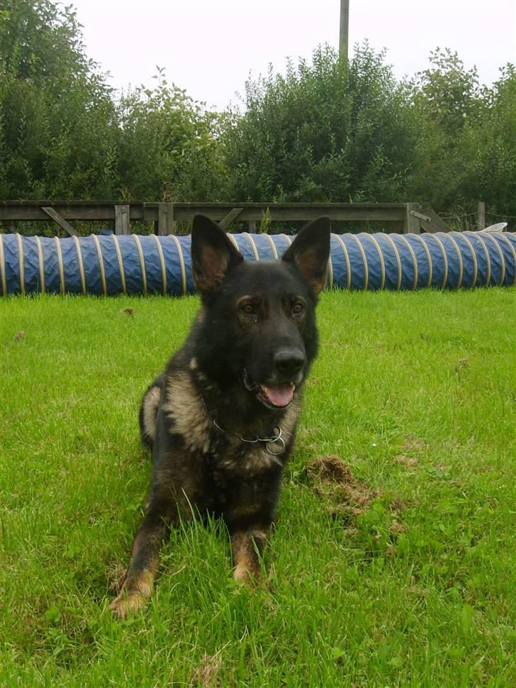 Schæferhund Ulvegraven's Asso (Tampa) - Dejlige Tampa billede 1