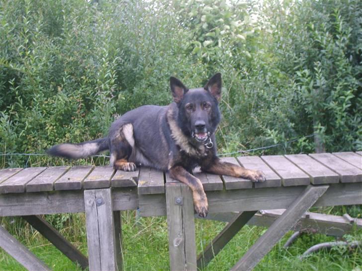 Schæferhund Ulvegraven's Asso (Tampa) - Er jeg ikke dejlig billede 2