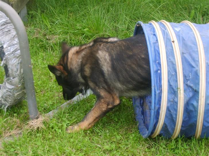 Schæferhund Ulvegraven's Asso (Tampa) - Igennem tunnel .. billede 3