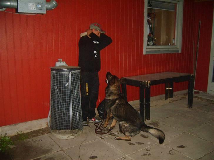 Schæferhund Ulvegraven's Asso (Tampa) - En lille bevogtning , god dreng  billede 4