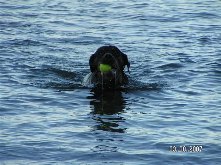 Rottweiler Malou (1997-2008) - En tur på moesgård strand. 3 aug 2007 billede 10