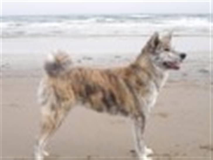 Akita inu Yuna billede 1