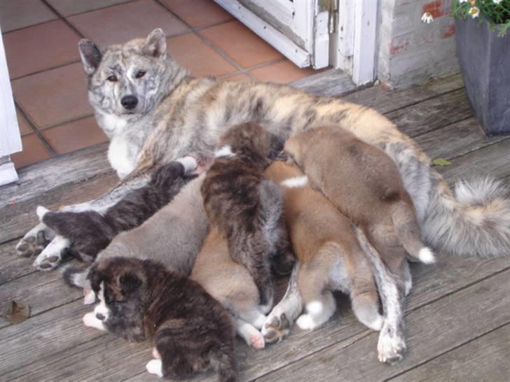 Akita inu Yuna billede 2