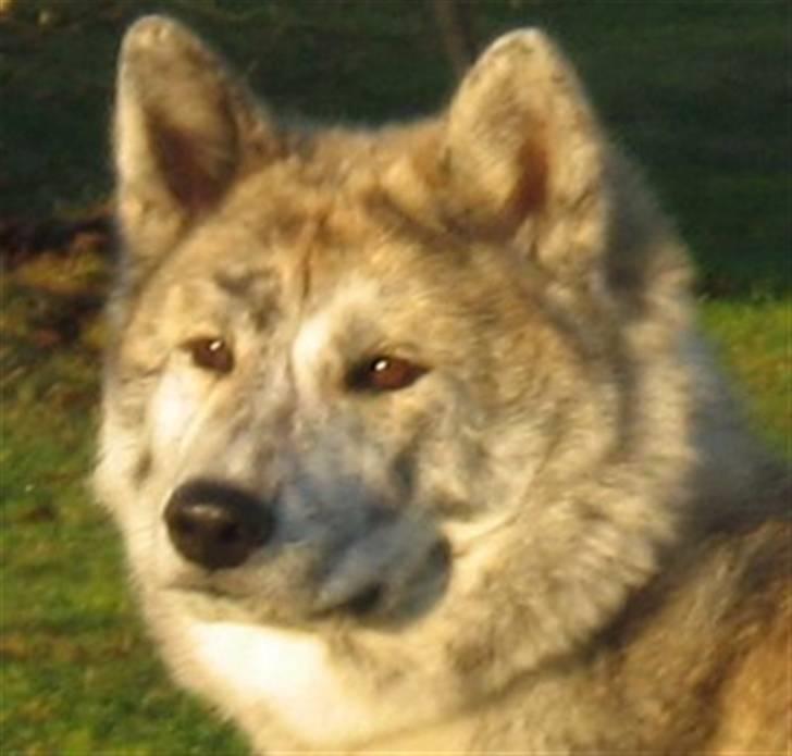 Akita inu Yuna billede 3