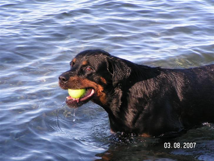 Rottweiler Malou (1997-2008) - vandhund... billede 11