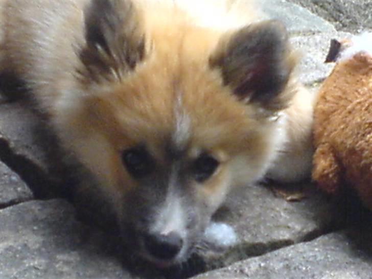 Islandsk fårehund mickey billede 2