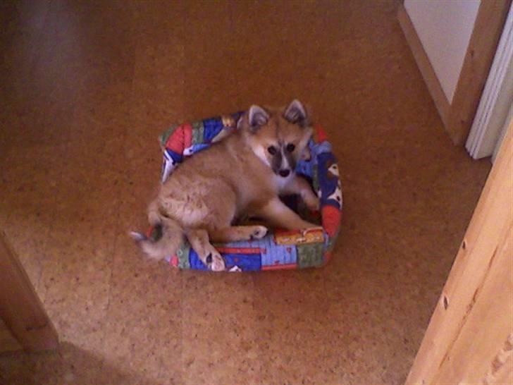 Islandsk fårehund mickey billede 3