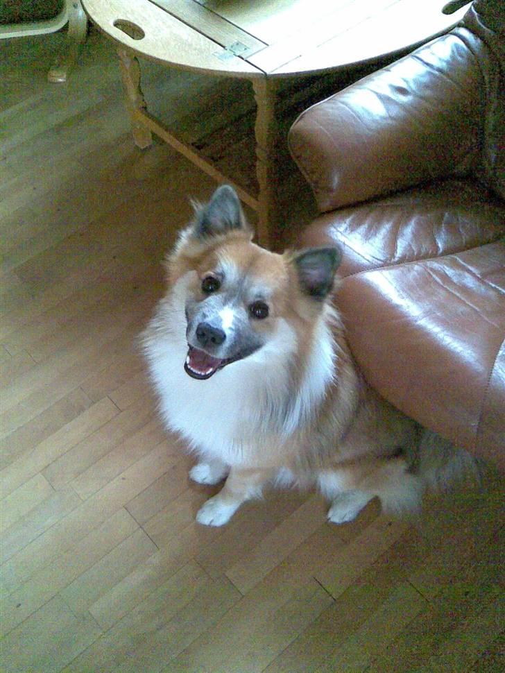 Islandsk fårehund mickey billede 4