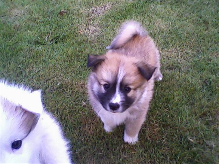 Islandsk fårehund mickey billede 5