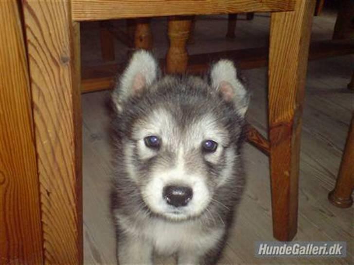 Blanding af racer Malou med 7 hvalpe:D - En af Malous smukke hvalpe! Lille Ronja Pigen, smuk og dejlig og også en profil herinde! billede 7
