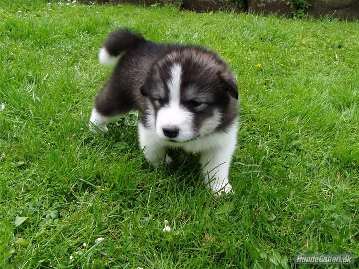 Blanding af racer Malou med 7 hvalpe:D - en lille sød silver, altid glad og kærlig, bare en darling billede 8
