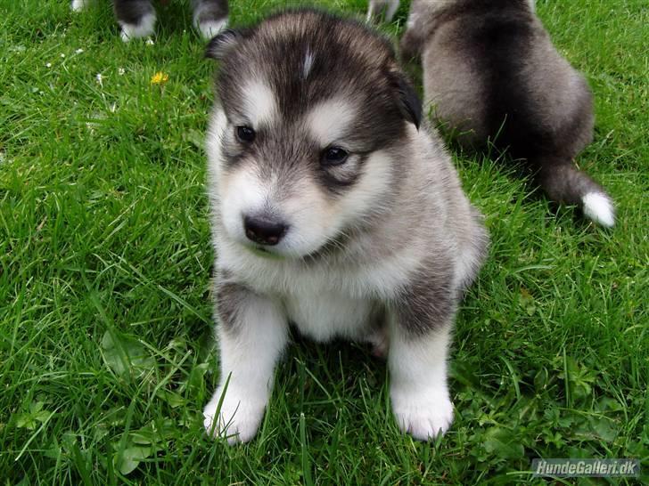 Blanding af racer Malou med 7 hvalpe:D - Smukke store Bamse inden han blev sååå stor næsten 9 kilo som 8 uger gammel hvalp og som røg en tur til sønderjylland billede 9