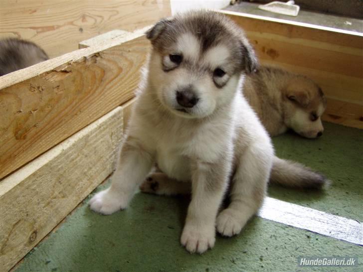 Blanding af racer Malou med 7 hvalpe:D - Smukke og frække Coco Chanel, eller her hjemme kaldet cocopops hun smuttede til viborg med de gode gener:9 billede 10