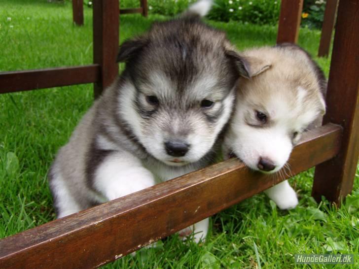 Blanding af racer Malou med 7 hvalpe:D - her en vamset udgave af smukke Naja der kun fyttede ned af vejen og bor som en dronning med sin bedårende søster Søjde hvoraf sidst nævnte også er herinde:9 billede 11