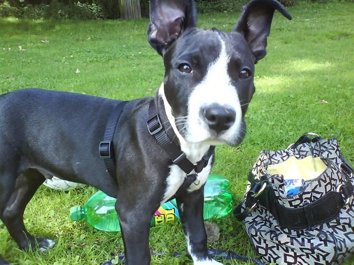 Amerikansk staffordshire terrier Chico billede 1