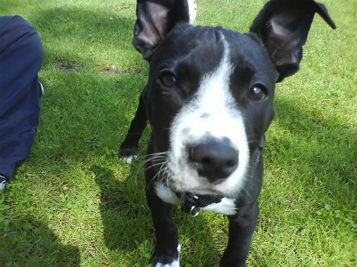 Amerikansk staffordshire terrier Chico billede 2