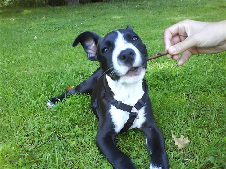 Amerikansk staffordshire terrier Chico billede 3