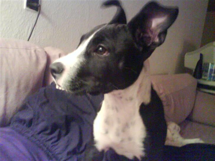 Amerikansk staffordshire terrier Chico billede 4