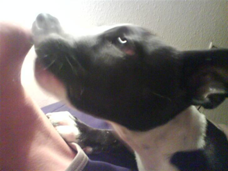 Amerikansk staffordshire terrier Chico billede 5