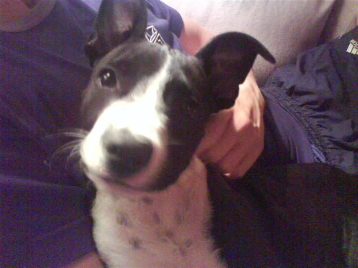 Amerikansk staffordshire terrier Chico billede 6