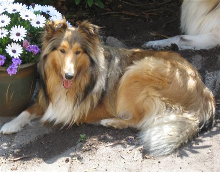 Collie langhåret Ariel | MIT ET&ALT <3 - 3) Ariel i et meget fint model´billede ;D <3 billede 3