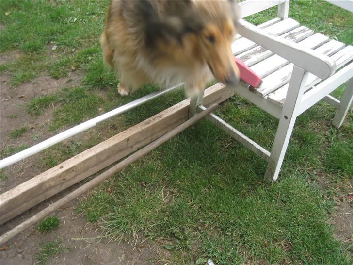 Collie langhåret Ariel | MIT ET&ALT <3 - 4) Ariel springer 50 cm, og hold da op hvor er hun dygtig !! :D billede 4