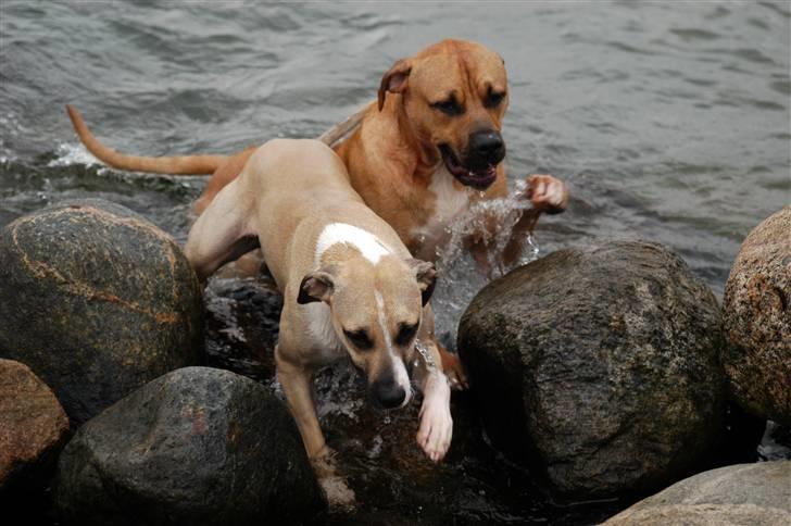 Blanding af racer Victoria billede 17