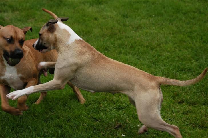 Blanding af racer Victoria billede 18