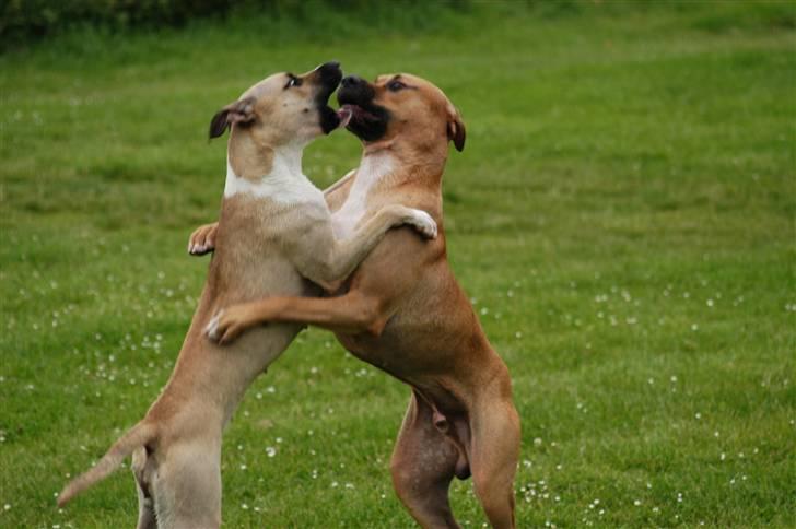 Blanding af racer Victoria billede 19