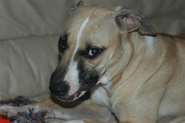 Blanding af racer Victoria billede 20