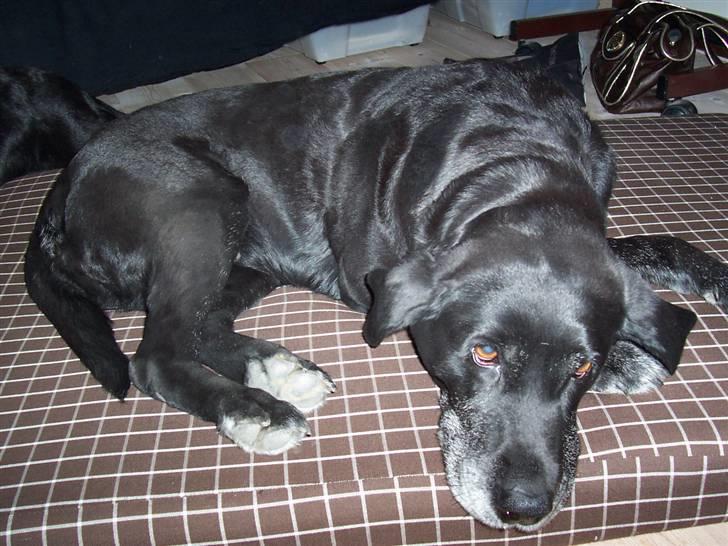 Labrador retriever Dolly *RIP* <3 - Hvad har du gang i ? Jeg sov lige ? :p billede 8
