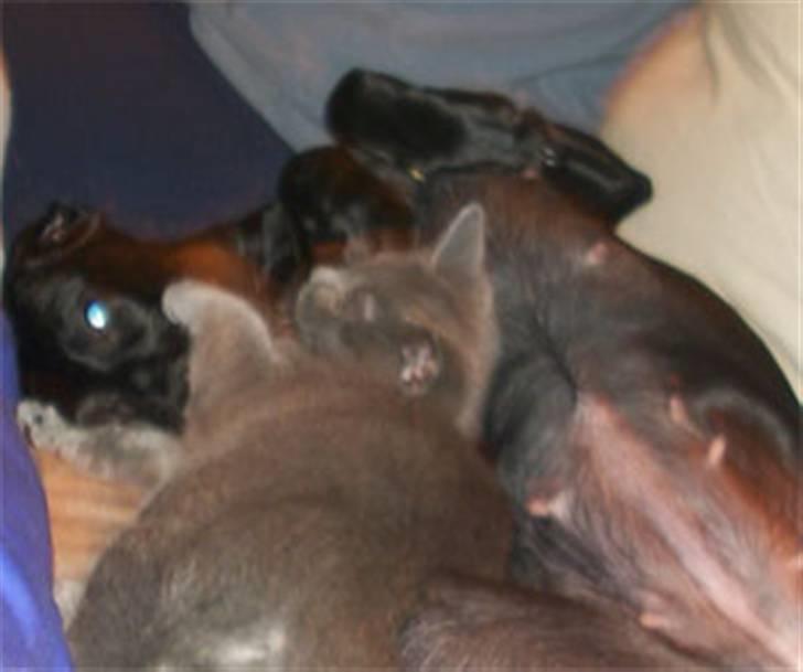 Blanding af racer Jessie - knap 12 mdr gammel, leger med katten billede 2