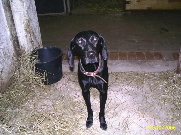 Blanding af racer Jessie - oktober 2006 taget på rideskolen billede 4