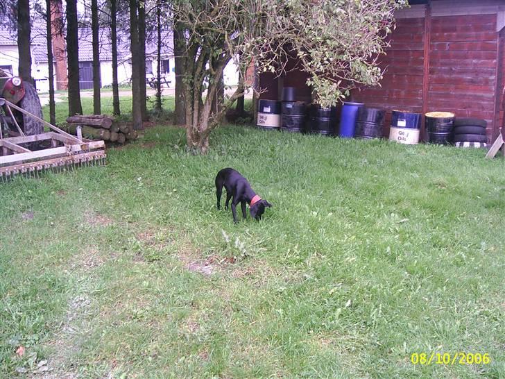 Blanding af racer Jessie - oktober 2006 taget på rideskolen  billede 5