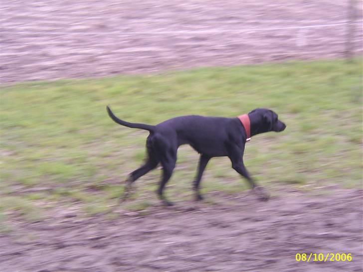 Blanding af racer Jessie - travlt travlt travlt billede 6