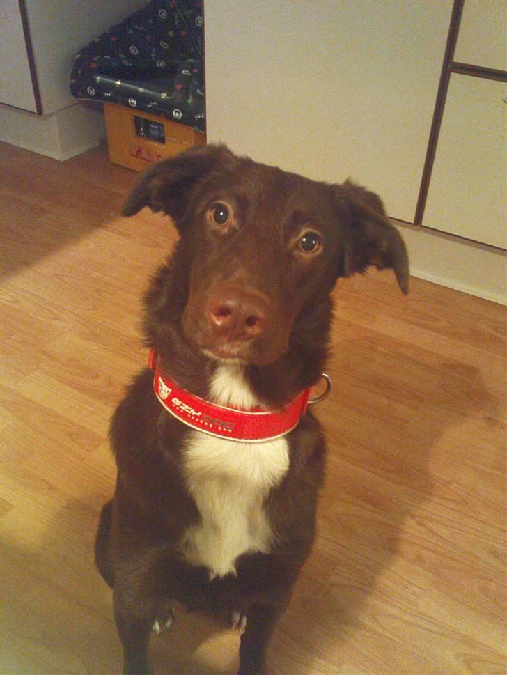 Blanding af racer Jawa - Jeg sidder så pænt, får jeg mon noget? *NYT* jan 08 billede 1