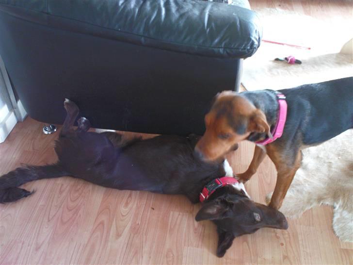 Blanding af racer Jawa - Jeg vil ikke lege lige nu! billede 2